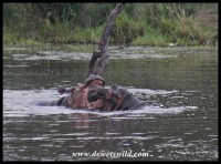 Hippos fighting - or playing - at Gudzani Dam (photo by Joubert)