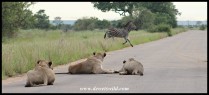 Dangerous zebra crossing! Luckily the lions were more curious than hungry.