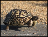 Leopard Tortoise (photo by Joubert)