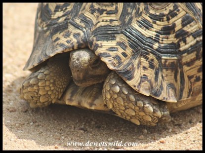 Leopard Tortoise (photo by Joubert)