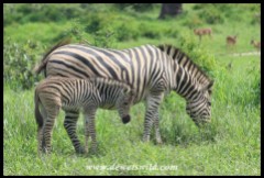 Plains Zebra mare and foal