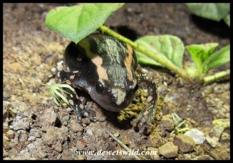 Banded Rubber Frog