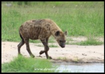 Spotted Hyenas bathing at Vutomi