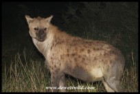 Spotted Hyena at a den just north of Satara (photo by Joubert)