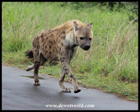Spotted Hyena out for its morning jog