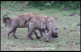 Excited Spotted Hyenas patrolling along the Olifants River