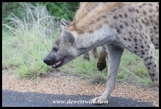 Excited Spotted Hyenas patrolling along the Olifants River