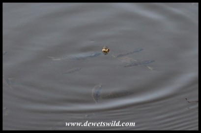 Juvenile Mozambique Tilapia attacking a spider at the water's surface