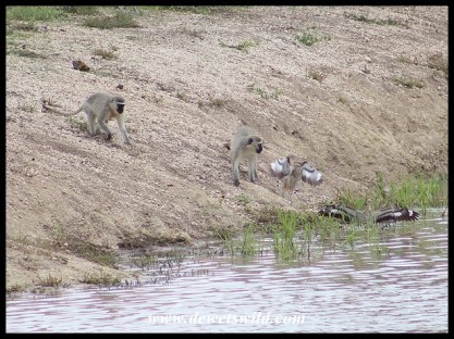 Standoff between Vervet Monkeys and Water Dikkoppe (Water Thick-knees) at Mazithi Dam
