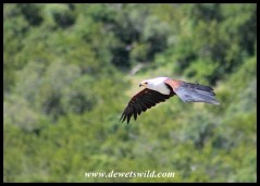 Adult African Fish Eagle in flight