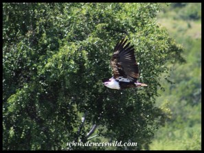 Immature African Fish Eagle in flight