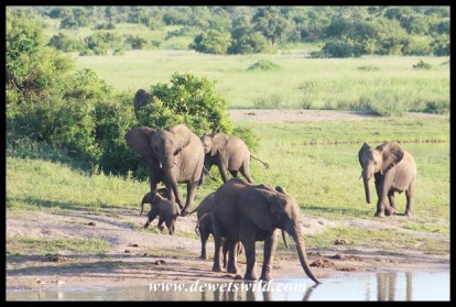 Herd of elephants arriving to drink at Mazithi Dam