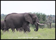 Elephant cow with sweeping tusks