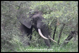 Kruger's mature elephant bulls are magnificent
