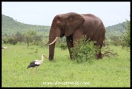 Elephant with White Stork