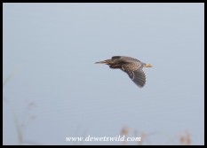 An immature Green-backed Heron in flight (photo by Joubert)
