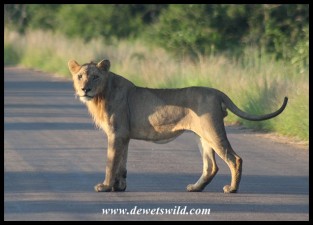 Young Lion near Tshokwane (photo by Joubert)