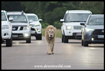 Satara's White Lion walking up to us, entourage in tow