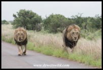 Big male lions on the H1-4 north of Satara