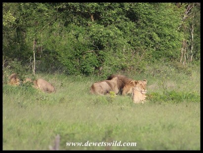Two magnificent Lions and their mate at the junction of the S106 and H7 on the 18th of December 2021