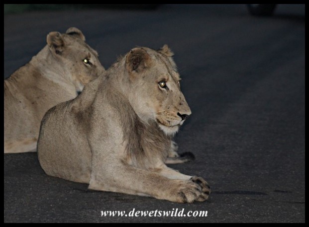 Young lions claiming the road between Satara and Nwanetsi (photo by Joubert)