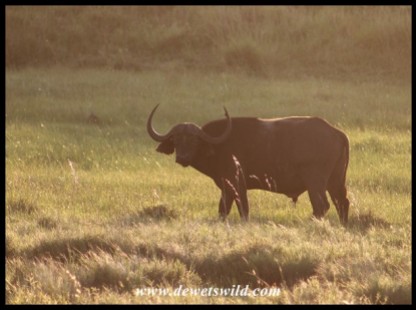 Buffalo in the golden glow of sunset