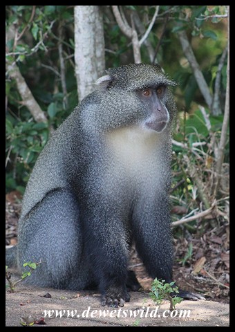 Male Samango Monkey