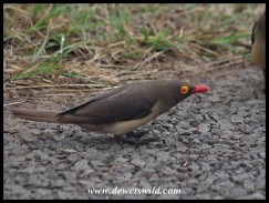 Red-billed Oxpecker (photo by Joubert)