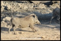 Warthog on the run towards Ubhejane waterhole (photo by Joubert)