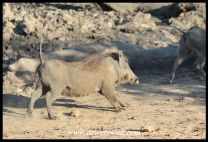 Warthog on the run towards Ubhejane waterhole (photo by Joubert)