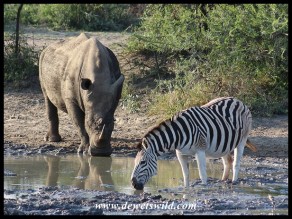 Plains Zebra and White Rhino sharing a waterhole