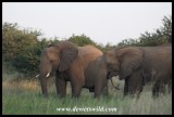 Elephants (photo by Joubert)