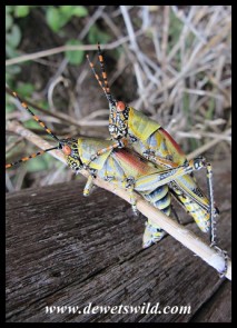 Mating Elegant Grasshoppers