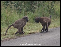 Young Baboons having a jol (photo by Joubert)