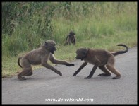 Young Baboons having a jol (photo by Joubert)