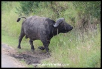 Buffalo bull in a hurry