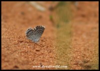 Dwarf Blue - South Africa's smallest butterfly