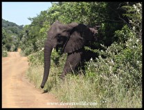 Another elephant cow stepping out of the thicket and into the road (photo by Joubert)