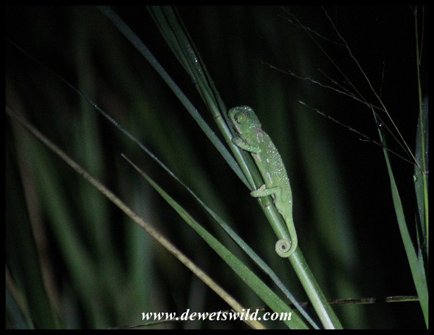 Flap-necked Chameleon (photo by Joubert)