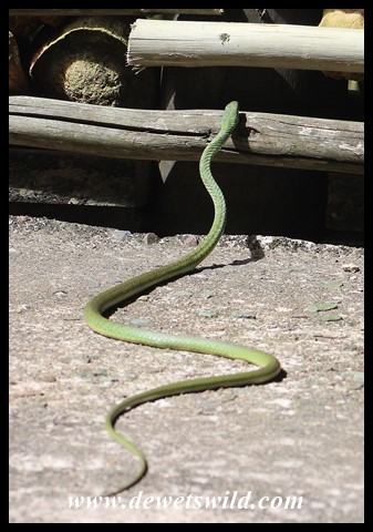 Eastern Natal Green Snake at Kumasinga Hide, 21 March 2022