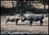 Warthogs greeting at the mud spa