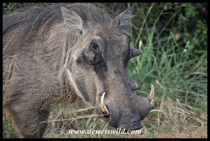 Warthog close-up (photo by Joubert)