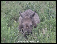 White Rhino (photograph by Joubert)