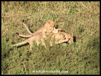 Playful lions along the Hluhluwe River (photo by Joubert)