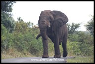 Elephant bull in musth dictating the way we should go (photo by Joubert)
