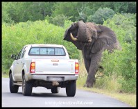 Ranger playing chicken with a big elephant bull