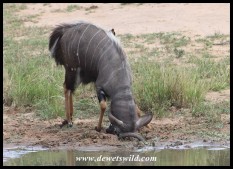 Nyala bull horning the mud