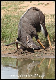 Nyala bull horning the mud