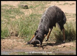 Nyala bull horning the mud (photo by Joubert)