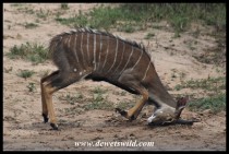 Young nyala bull also horning the ground (photo by Joubert)